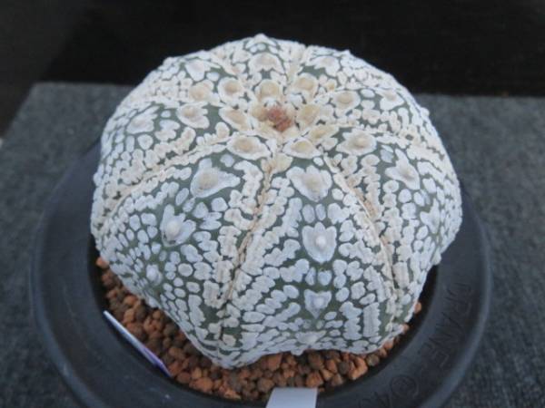29.アロースーパー兜　サボテン　多肉植物