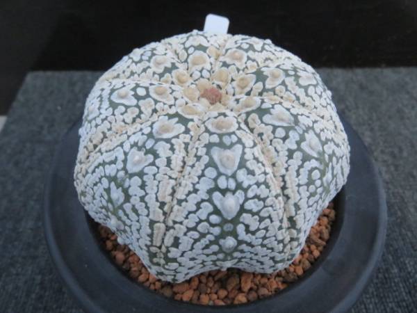 29.アロースーパー兜　サボテン　多肉植物