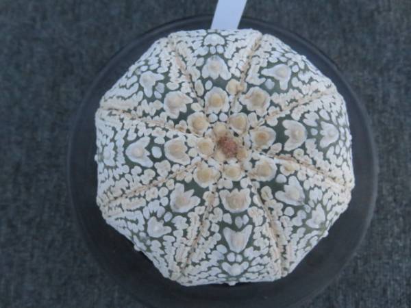 29.アロースーパー兜　サボテン　多肉植物