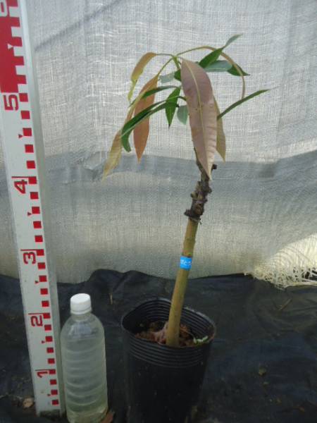 マンゴー苗木☆アップルマンゴー接木　（アーウィン種）
