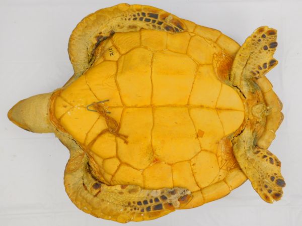 727★壁掛け 剥製 ウミガメ★2.3kg★はくせい/送料500円