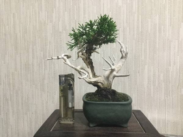 真柏小品盆栽(ミニ盆栽)3 K*P様 盆栽3点セット 真柏 五葉松 津山桧