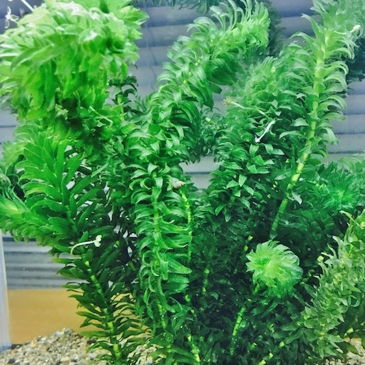 送料280円 無農薬 天然アナカリス 350g 水草 メダカ 金魚 エビ ザリガニ 巻貝 の水槽に エサ 餌 水質維持 ビオトープにも オオカナダモ 水草 売買されたオークション情報 Yahooの商品情報をアーカイブ公開 オークファン Aucfan Com 送料280円 無農薬 天然アナカリス 350g 水草 メダカ 金魚 エビ ザリガニ 巻貝 の水槽に エサ 餌 水質維持 ビオトープにも オオカナダモ 水草 売買されたオークション情報 Yahooの商品情報をアーカイブ公開 オークファン Aucfan Com