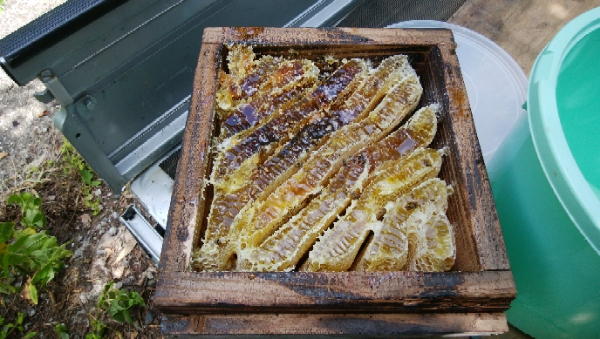 日本蜜蜂の絞りはちみつ1000グラム　長崎県産