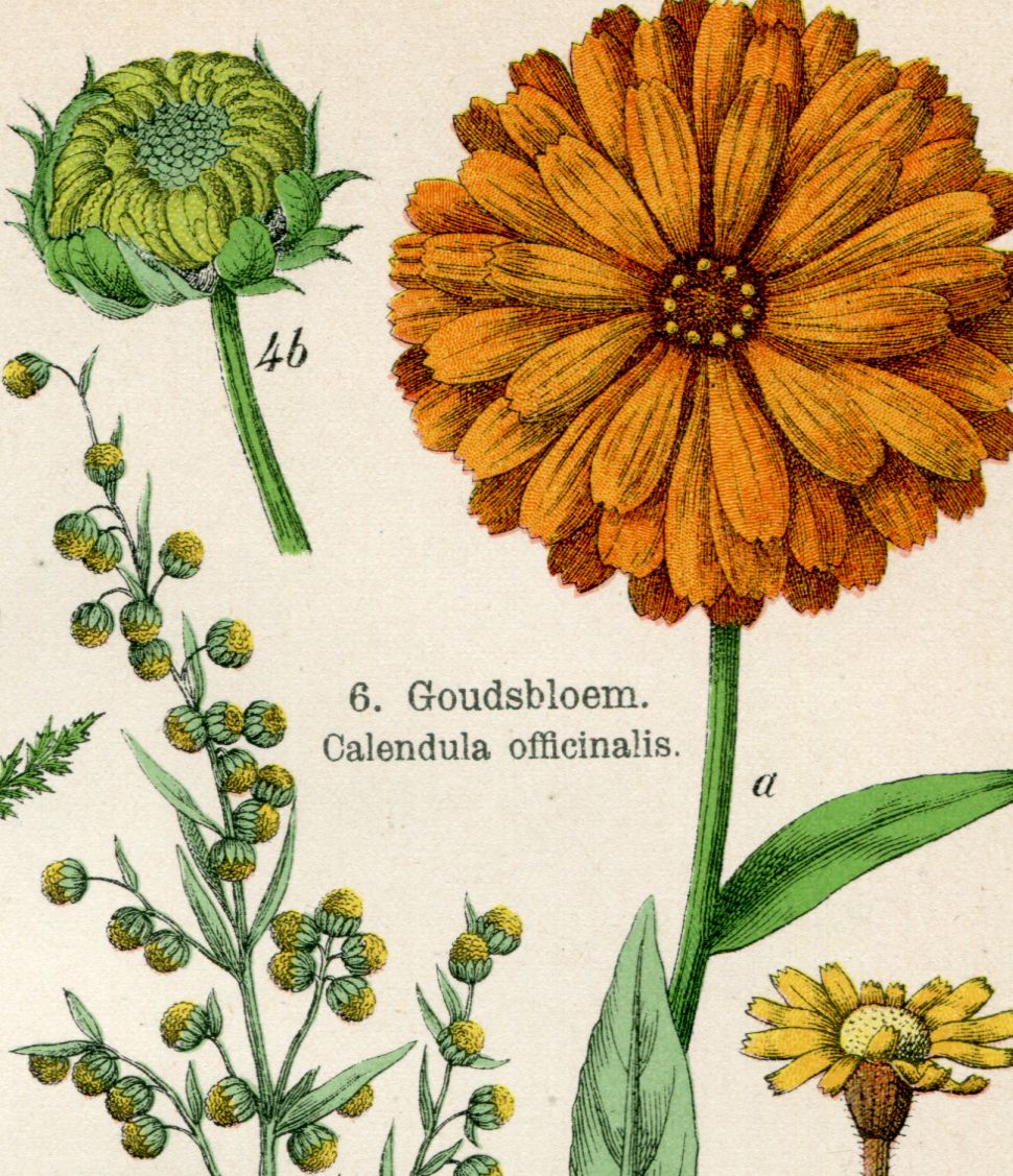 1897年刊 植物図譜 ニガヨモギ、イタリアン・アスター ほか