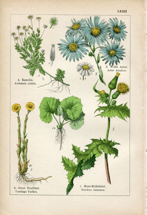 1897年刊 植物図譜 ニガヨモギ、イタリアン・アスター ほか