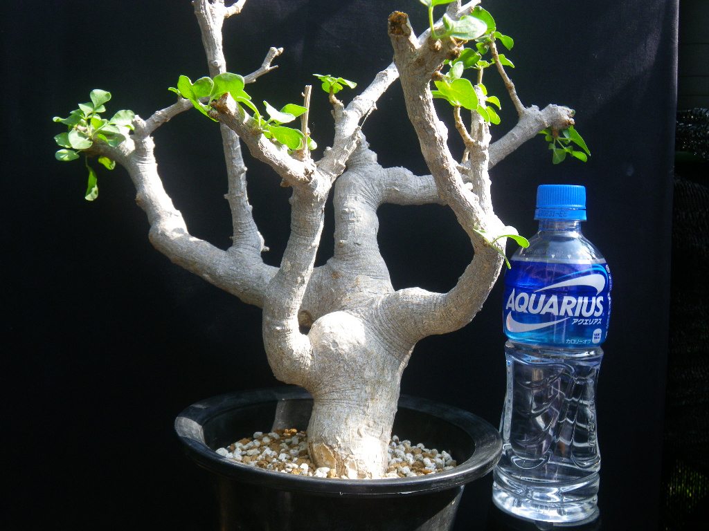 種子10粒】Commiphora drake-brockmanii(9) 華やい