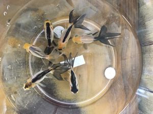 金魚のYahoo!オークション(旧ヤフオク!)の相場・価格を見る｜Yahoo