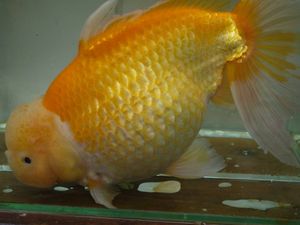 金魚のYahoo!オークション(旧ヤフオク!)の相場・価格を見る｜Yahoo
