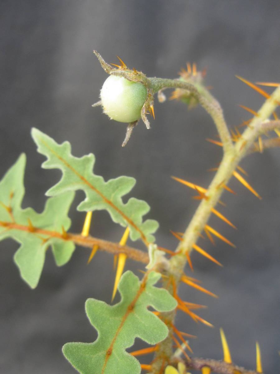 Solanum Pyracanthum ナス ソラナム ピラカンサムgo04 サボテン 売買されたオークション情報 Yahooの商品情報をアーカイブ公開 オークファン Aucfan Com