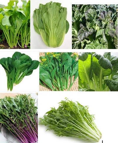 秋まき種 菜っ葉類16種類 三大漬け菜 野沢菜 広島菜 三池高菜 紅菜苔 ほうれん草 リーフレタス パクチー 他 各100粒 野菜 売買されたオークション情報 Yahooの商品情報をアーカイブ公開 オークファン Aucfan Com