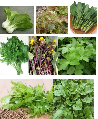 秋まき種 菜っ葉類16種類 三大漬け菜 野沢菜 広島菜 三池高菜 紅菜苔 ほうれん草 リーフレタス パクチー 他 各100粒 野菜 売買されたオークション情報 Yahooの商品情報をアーカイブ公開 オークファン Aucfan Com