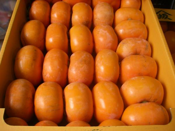 優品10kg 総額4，056円(送料込み)　生産者直送■甘い庄内柿 種無し 優品10kg 産地直送 生産者直送■30　訳あり品ではありません。