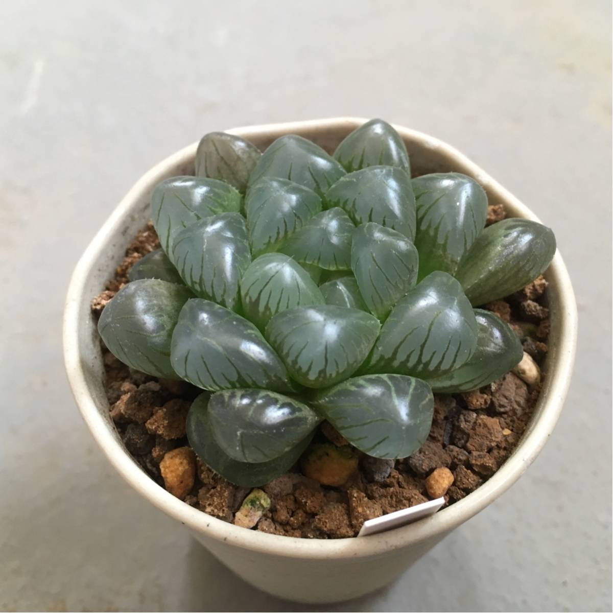 ハオルチア OB-1