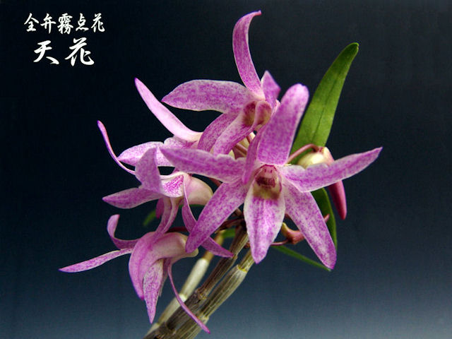 u132004107.2