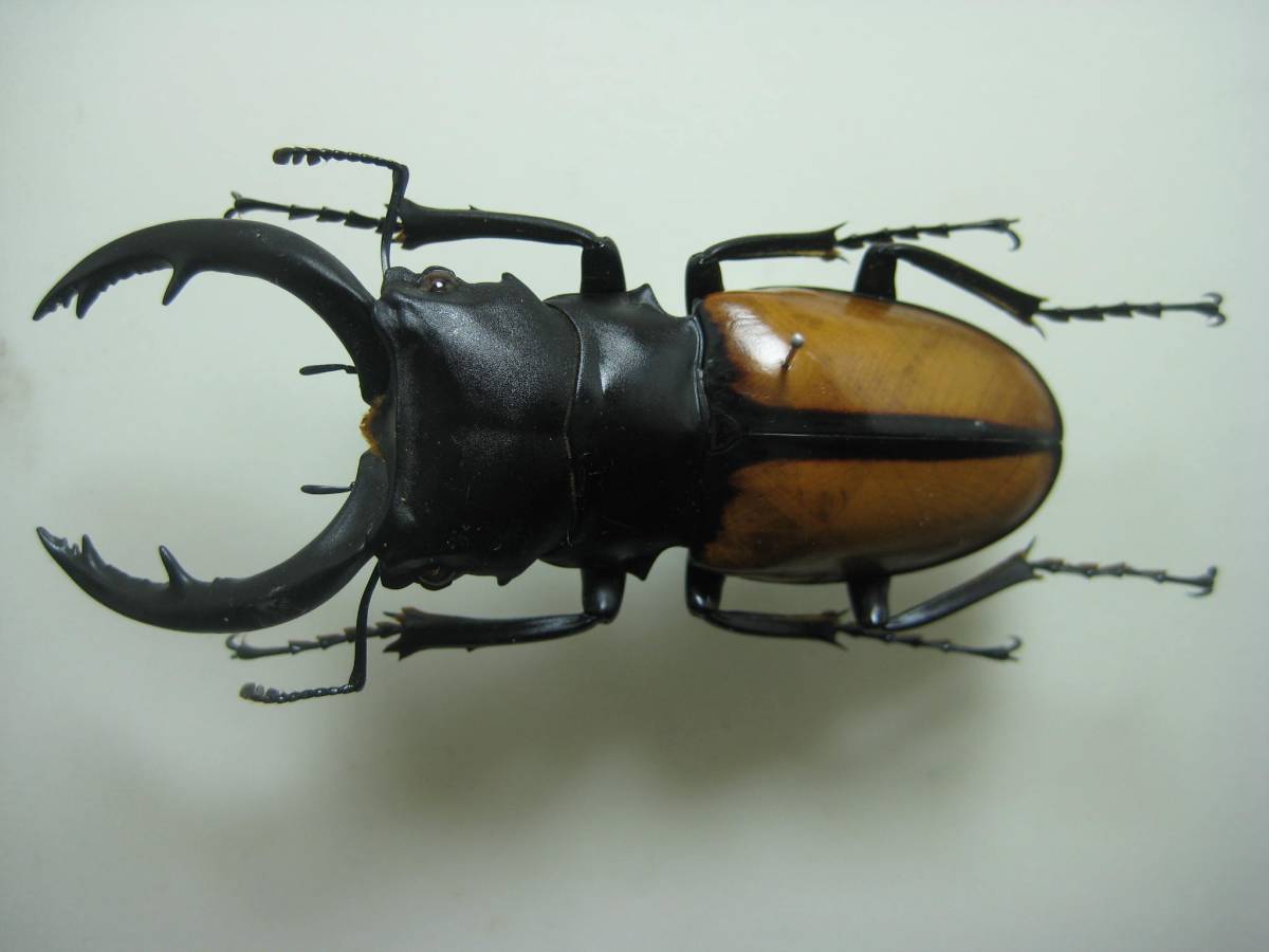 j428655422.2