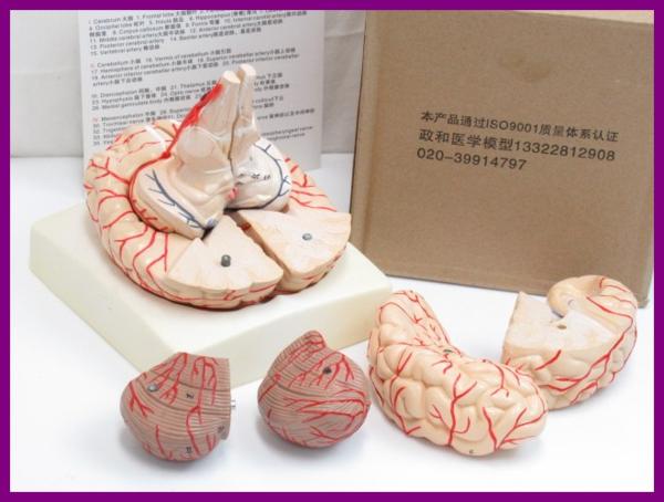 57057★新品 実物大 人体模型 脳 9分割 箱・説明書・台座付き 中国語表記/医学/教育