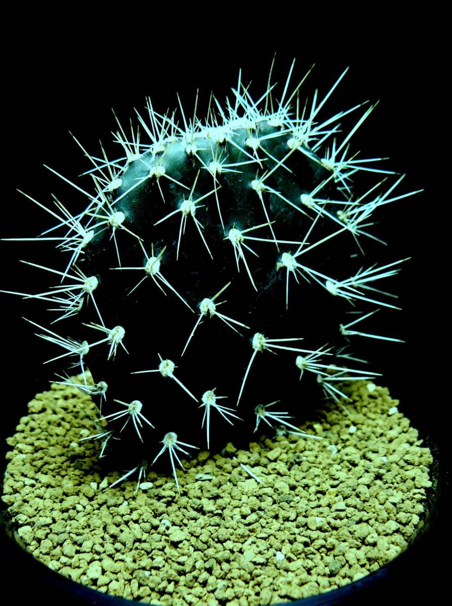多肉植物 団扇サボテン（ウチワサボテン）opuntia galapageia