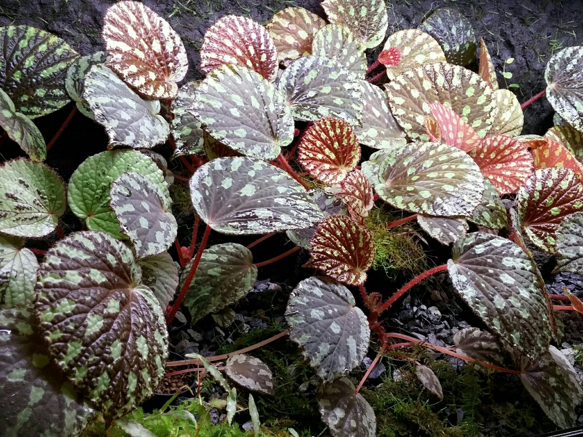 ベゴニア Begonia sp.Halmahera 【LA0314-02】2株