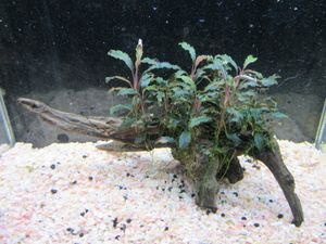 17年12月 ブセファランドラ クダガンのヤフオク の相場 価格を見る ヤフオク のブセファランドラ クダガンのオークション売買情報は62件が掲載されています