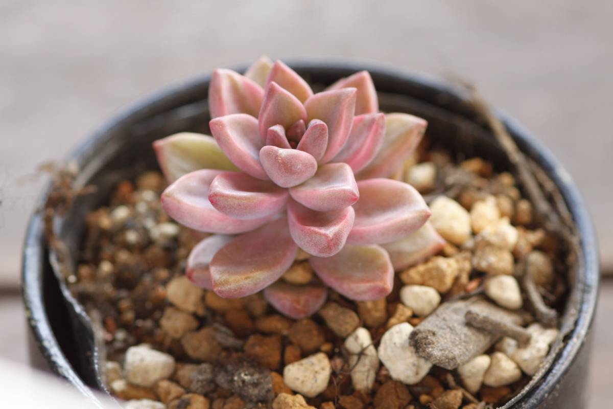 ★多肉植物★　ピーチ姫（グラプトペタルム）_1