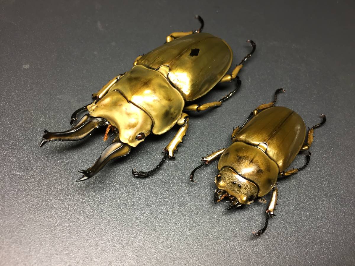 標本 73mm ローゼンベルグオウゴンオニクワガタ ペア