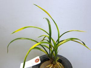 春蘭 日本春蘭のYahoo!オークション(旧ヤフオク!)の相場・価格を見る