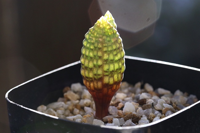 つくし玉 ブルビネ ブルインシー Bulbine bruynsii 珍品 ☆ケープ