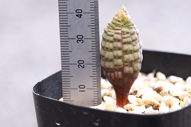 つくし玉 ブルビネ ブルインシー Bulbine bruynsii 珍品 ☆ケープ