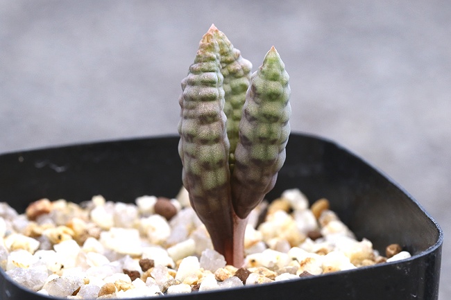つくし玉 ブルビネ ブルインシー Bulbine bruynsii 珍品 ☆ケープ