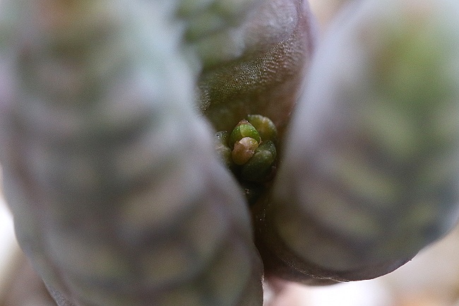 つくし玉 ブルビネ ブルインシー Bulbine bruynsii 珍品 ☆ケープ