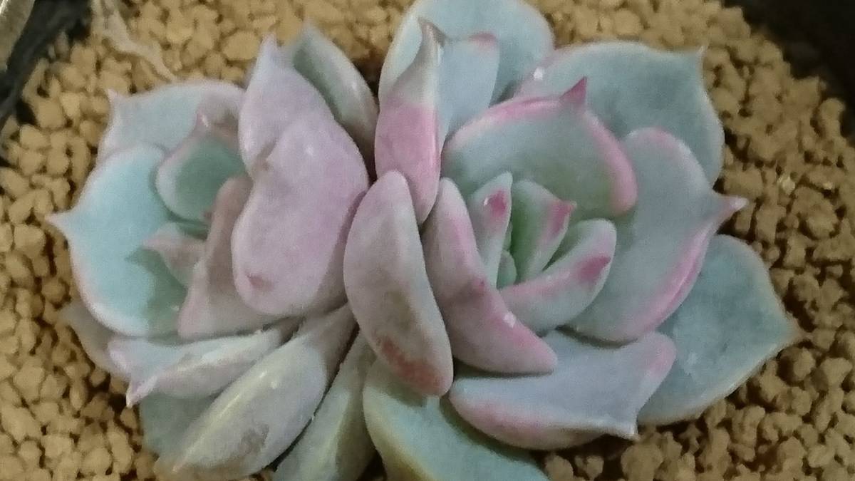 1030 多肉植物 エケベリア ローラ 薄い散り斑 2頭立 サボテン 売買されたオークション情報 Yahooの商品情報をアーカイブ公開 オークファン Aucfan Com