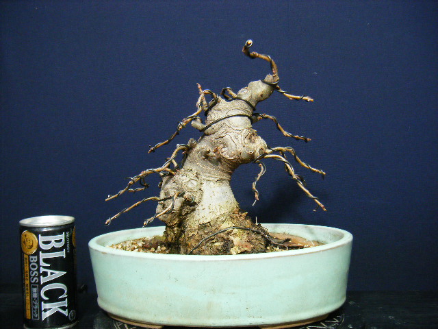 極太幹＞姫りんご“模様木”貴風盆栽素材