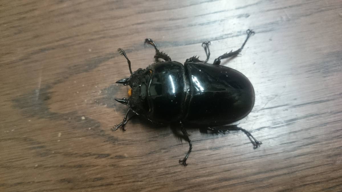 レギウスオオツヤクワガタ♀単品45㎜　