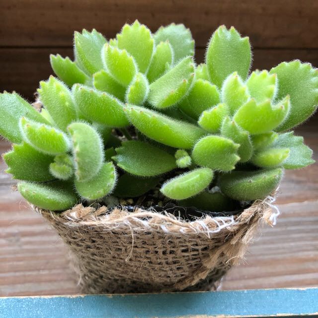 ポットごと熊童子モリモリ熊の手多肉植物赤ちゃん 観葉植物 売買されたオークション情報 Yahooの商品情報をアーカイブ公開 オークファン Aucfan Com