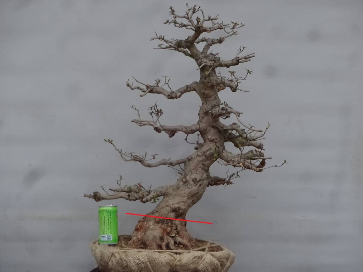 趣味のさつき 人気品種の太物新木 「華 宝」 新木皐月 【四季