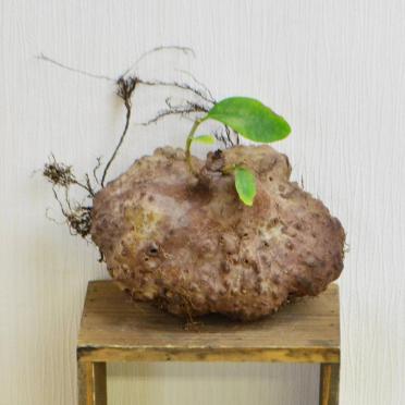 ☆IP☆ 【アリ植物】ヒドノフィツム フォルミカルム　OR1303811　Hydnophytum formicarum