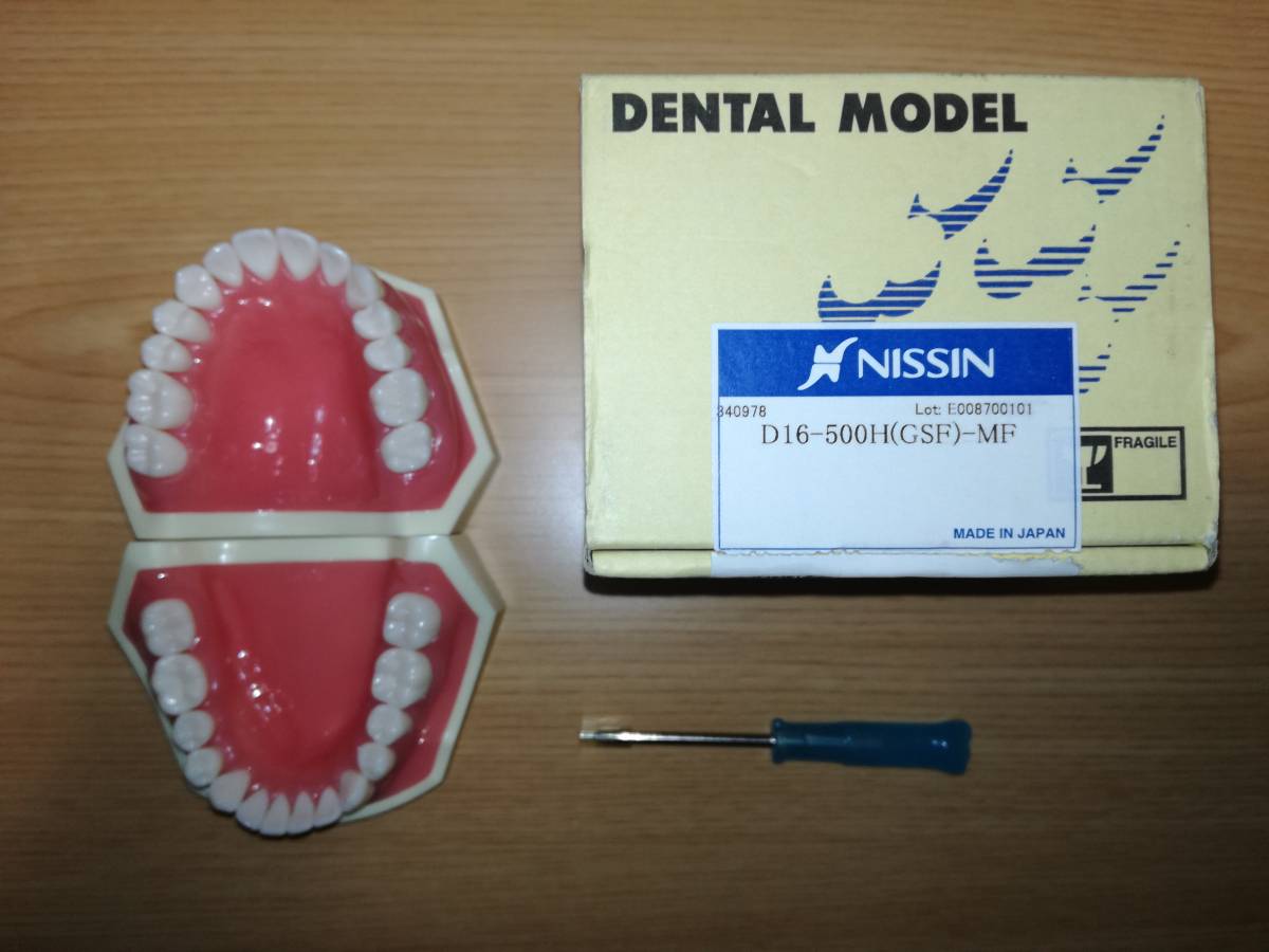NISSIN ニッシン 顎模型 DENTAL MODEL 美品 歯科1 【公式通販】 NISSIN ニッシン 顎模型 DENTAL MODEL 美品 歯科1 【公式通販】