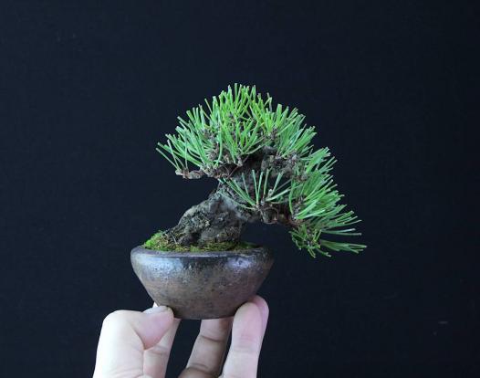 極太根張り5.5cm 豆盆栽 黒松 樹高10cm程度 鉢は常滑「凡才」(松