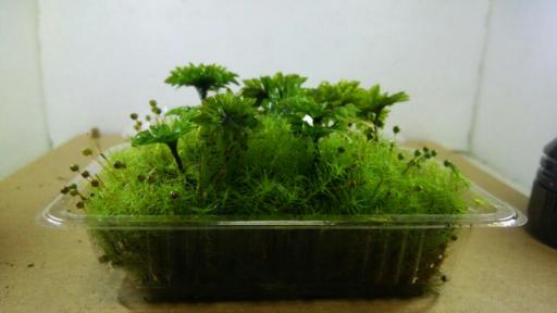 カサゴケ 天然 苔 コケ 13cm×9cm (山形パック） テラリウム 盆栽