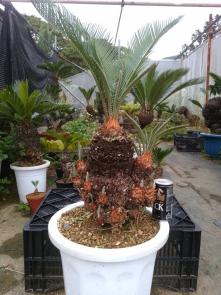 盆栽ソテツ 奄美大島産蘇鉄 10号鉢 奄美大島産蘇鉄 観葉植物 ソテツ