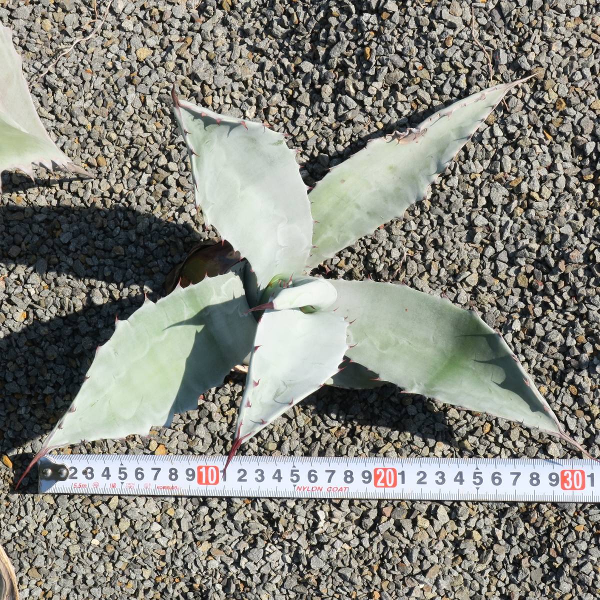 Agave americana v. expansa 