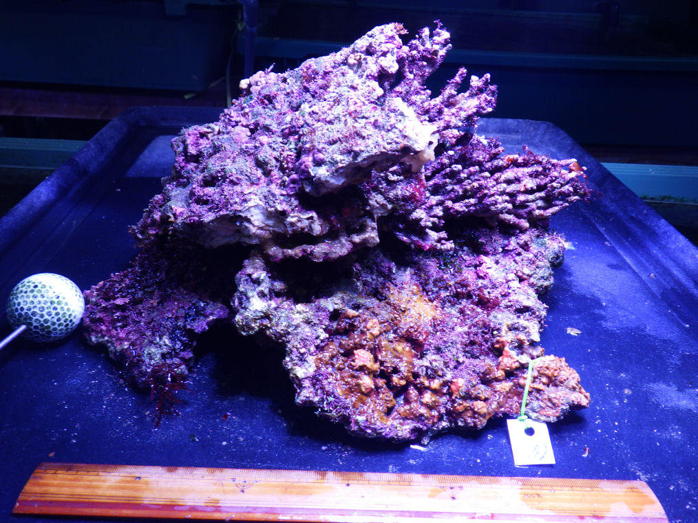 【全国無料，送料無料】 kainazzo 特選ライブロックセット 複数個 -⑧ 3.2ｋｇ(海水魚)｜売買されたオークション情報、yahooの商品情報をアーカイブ公開 - オークファン 海水魚