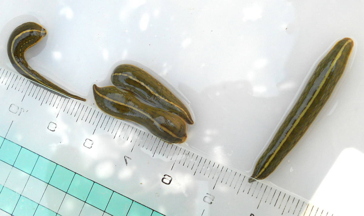 代理出品 ウマビル ヒル 蛭 ヤマト営業所止め可能 ４匹 現状販売 死着保障なし その他 売買されたオークション情報 Yahooの商品情報をアーカイブ公開 オークファン Aucfan Com