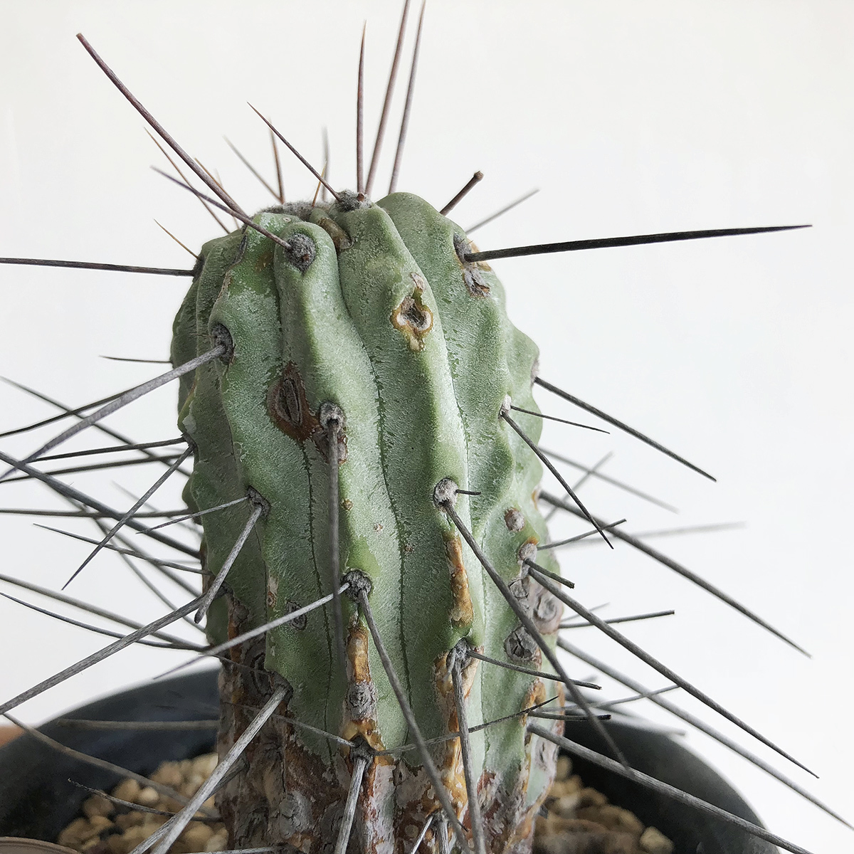 観葉植物 A 黒士冠 カキコ サボテン コピアポア Copiapoa dealbata
