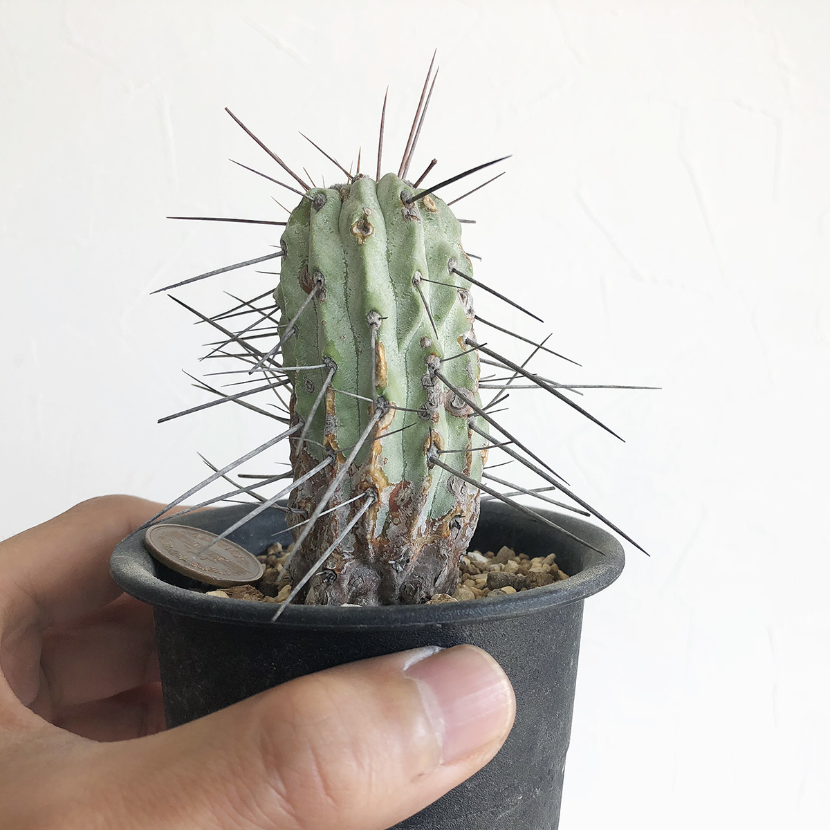 観葉植物 A 黒士冠 カキコ サボテン コピアポア Copiapoa dealbata