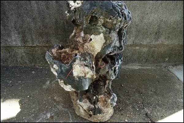 龍岩石 盆栽 石付 505C')龍岩石 岩石 盆栽 盆石 石付 盆栽石 全長20cm 高さ：約30cm