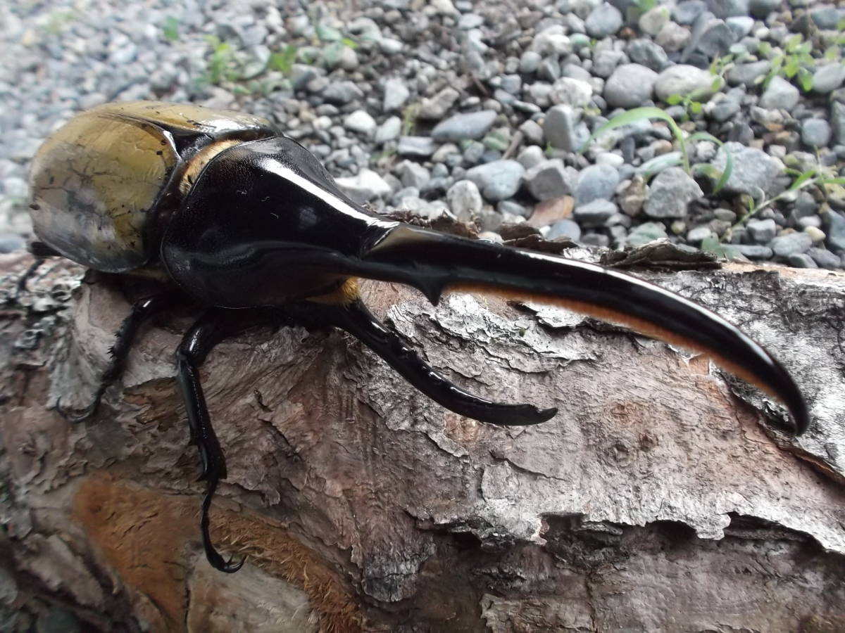 SALE，低価 honey DHヘラクレス♂14９㎜(外国産)｜売買されたオークション情報、yahooの商品情報をアーカイブ公開 - オークファン 外国産