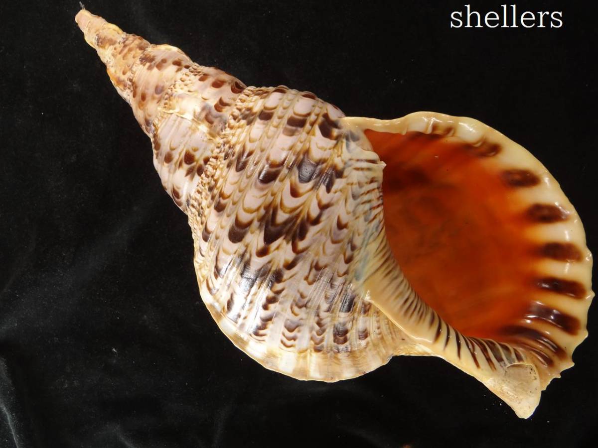 大形 法螺貝33.5cm 【公式通販】