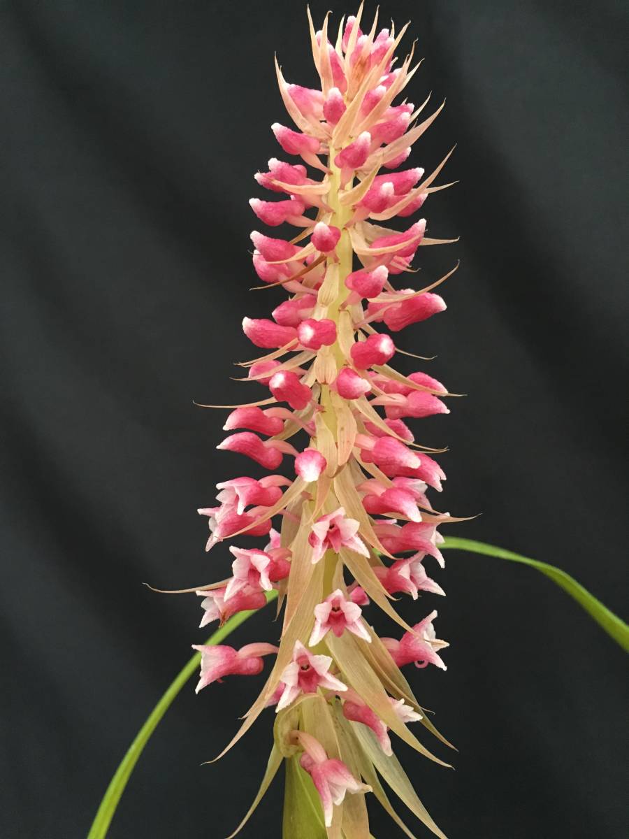 洋蘭 原種 Bothriochilus macrostachyus 花茎1本 開花直前 メキシコ産